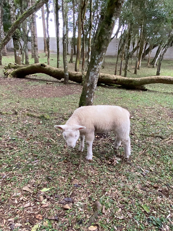 Ovelha filhote, no Cantinho do Mato Gastronomia.