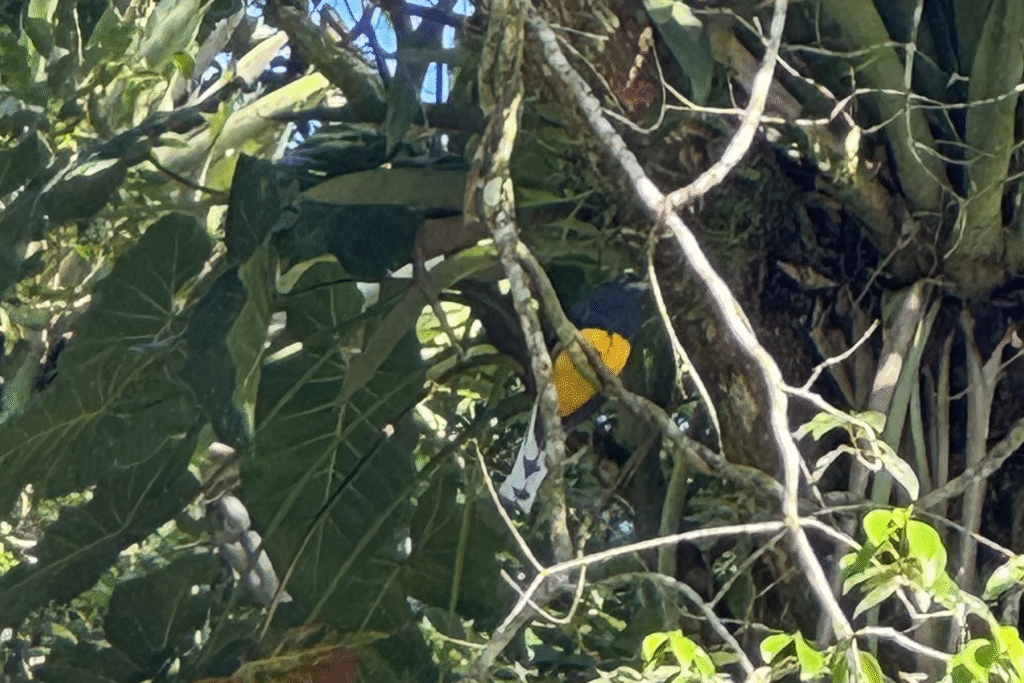 pássaro amarelo com a cabeça preta, fotogrado em meio às árvores durante o birdwatching

