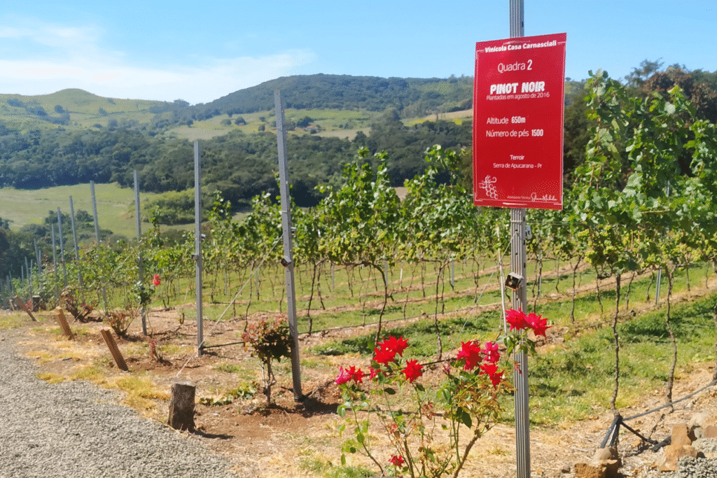 Imagem de um parreira com montanhas ao fundo e a placa de pinot noir